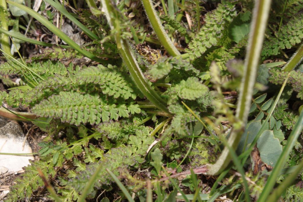 Pedicularis elongata